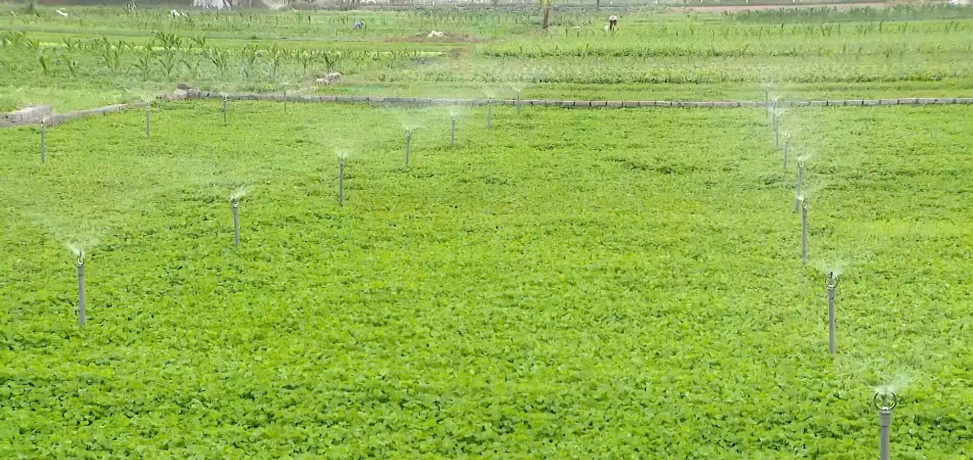 Hệ thống tưới nước tự động tr&ecirc;n c&aacute;c ruộng rau m&aacute;