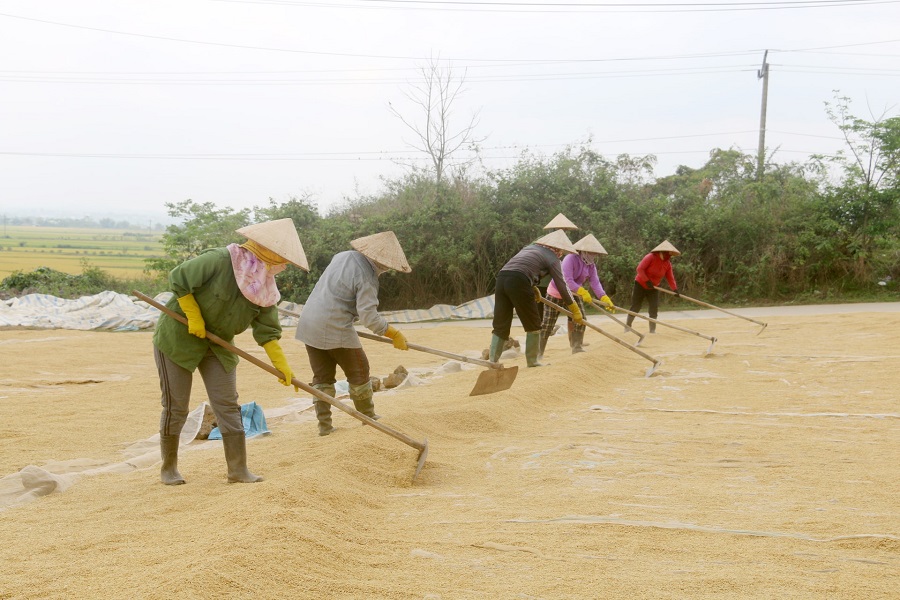 N&ocirc;ng sản của người d&acirc;n x&atilde; Bu&ocirc;n Cho&aacute;h được phơi kh&ocirc;, bảo quản tại khu vực ruộng l&uacute;a do thiếu s&acirc;n phơi