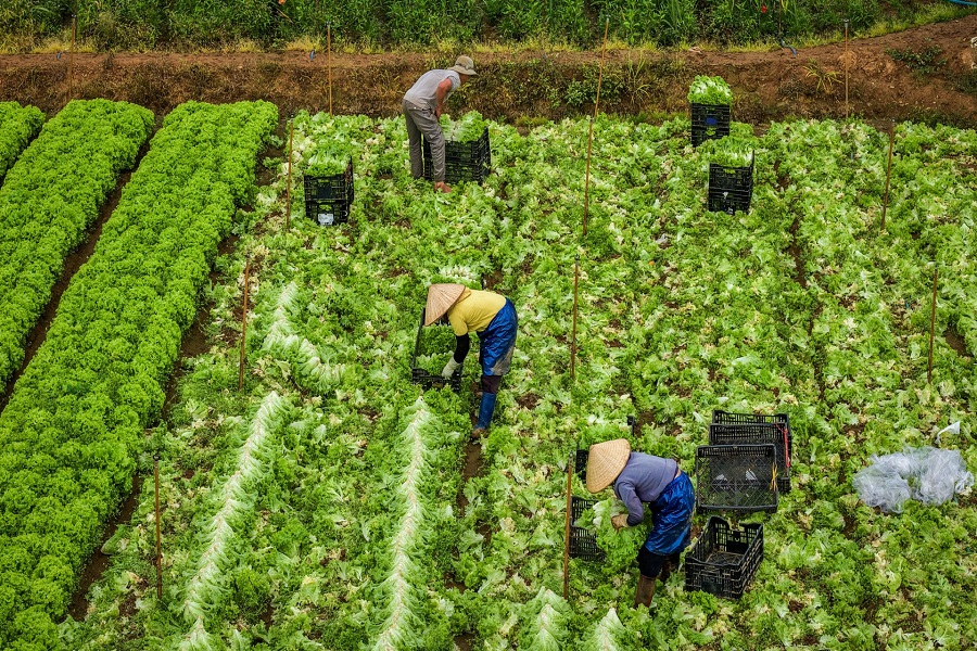 Thu hoạch x&agrave; l&aacute;ch ria ở x&atilde; Đức Trọng