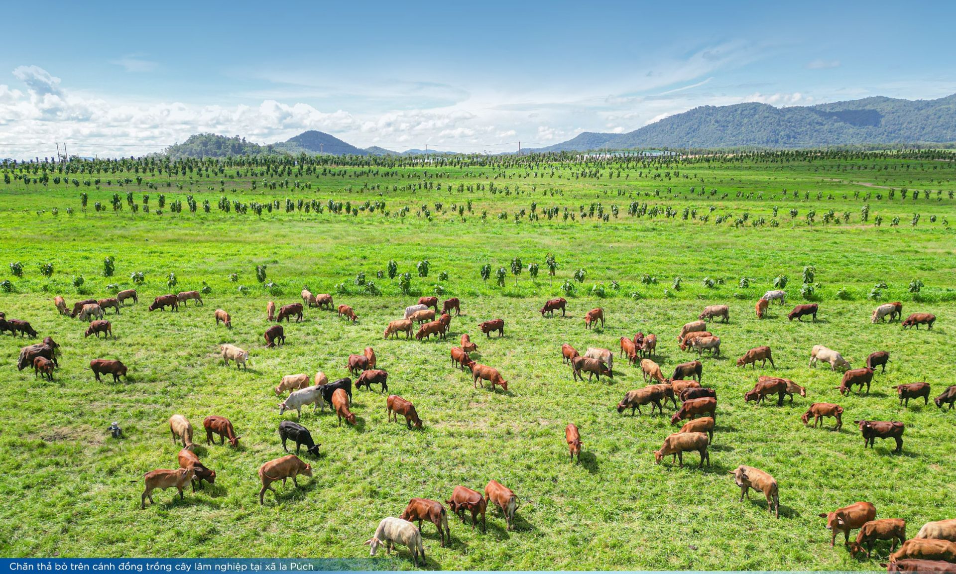 THACO cam kết phát triển nông nghiệp bền vững tại Gia Lai, hướng đến chuỗi giá trị toàn cầu