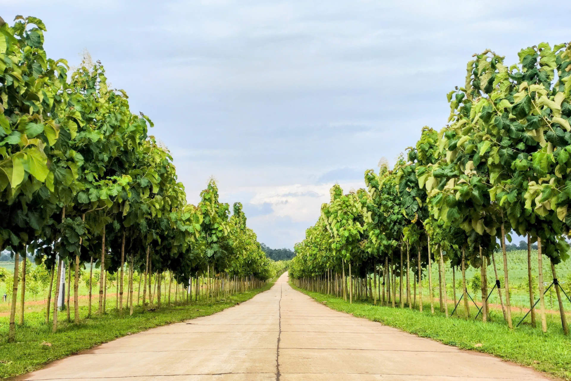 Diện t&iacute;ch trồng c&acirc;y l&acirc;m nghiệp, trồng lại rừng tr&ecirc;n c&aacute;c dự &aacute;n tại tỉnh Gia Lai l&agrave; 1.500 ha