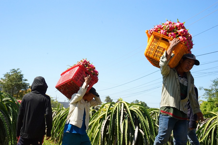 Định hướng sản xuất theo hướng c&ocirc;ng nghệ cao, bền vững, n&acirc;ng cao gi&aacute; trị tr&ecirc;n đơn vị diện t&iacute;ch.