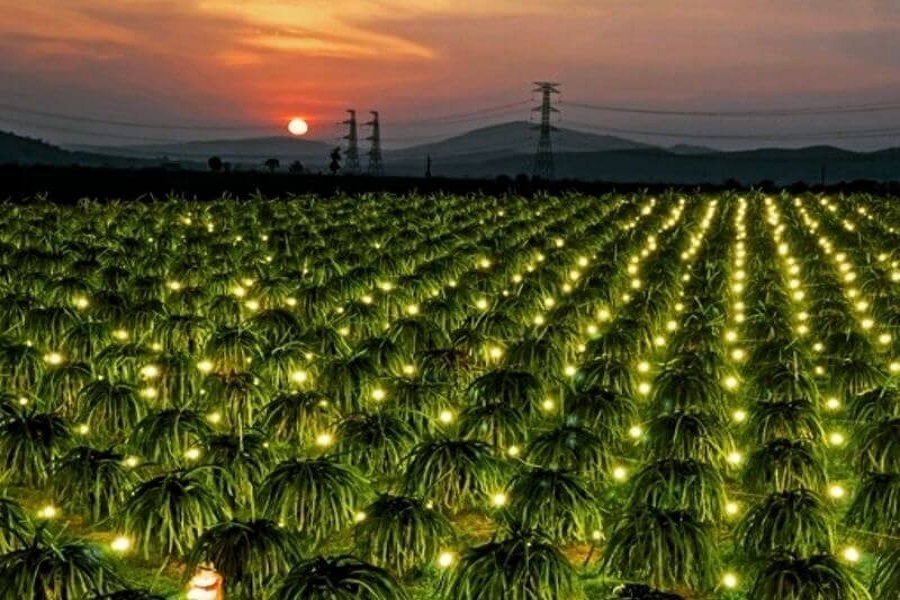 Khi đ&ecirc;m xuống, h&agrave;ng ng&agrave;n &aacute;nh đ&egrave;n thắp s&aacute;ng vườn c&acirc;y, tạo n&ecirc;n kh&ocirc;ng gian lung linh như bầu trời sao giữa l&ograve;ng đất