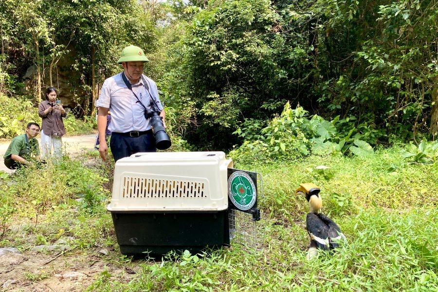 Thả c&aacute; thể chim Hồng Ho&agrave;ng về m&ocirc;i trường tự nhi&ecirc;n