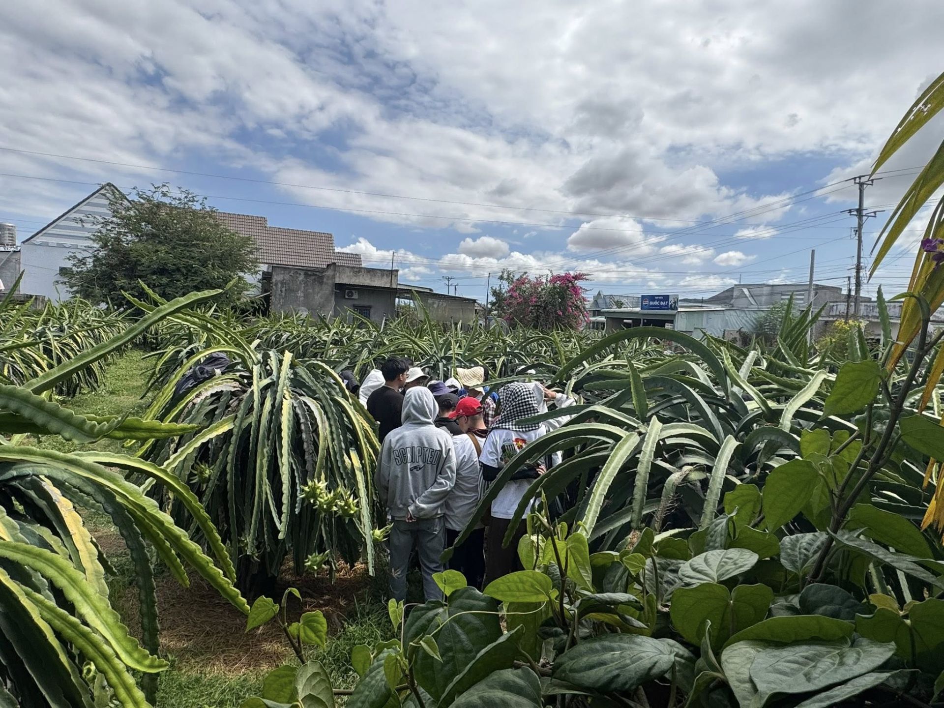 Sinh vi&ecirc;n trực tiếp t&igrave;m hiểu m&ocirc; h&igrave;nh sản xuất thanh long sạch theo ti&ecirc;u chuẩn
