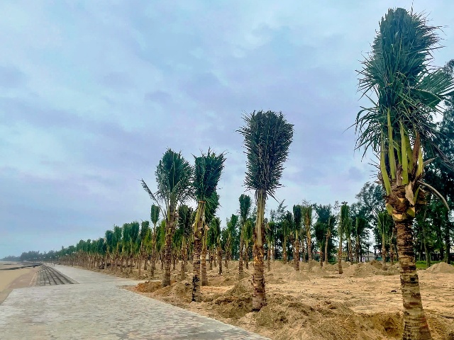 Tại lễ ph&aacute;t động Tết trồng c&acirc;y năm 2026 c&aacute;c đại biểu v&agrave; lực lượng đ&atilde; trồng 500 c&acirc;y dừa dọc b&atilde;i biển Cửa L&ograve;. Hoạt động nhằm tạo dựng cảnh quan du lịch, kết hợp ph&aacute;t triển kinh tế biển với bảo vệ m&ocirc;i trường.