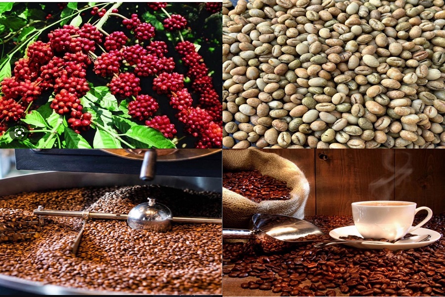 L&acirc;m Đồng l&agrave; địa phương c&oacute; lợi thế lớn về c&agrave; ph&ecirc;, đặc biệt l&agrave; c&aacute;c d&ograve;ng c&agrave; ph&ecirc; chất lượng cao.