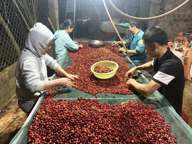 C&agrave; ph&ecirc; Khe Sanh (Quảng Trị) nổi tiếng l&agrave; v&ugrave;ng chuy&ecirc;n canh Arabica chất lượng cao.