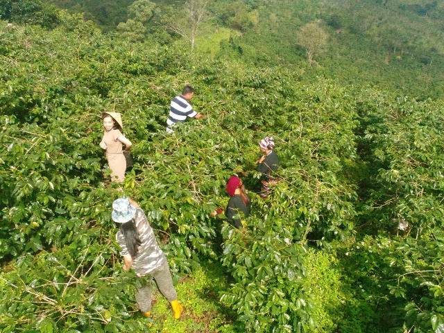 C&agrave; ph&ecirc; Khe Sanh hướng tới lễ hội thường ni&ecirc;n mang bản sắc ri&ecirc;ng.