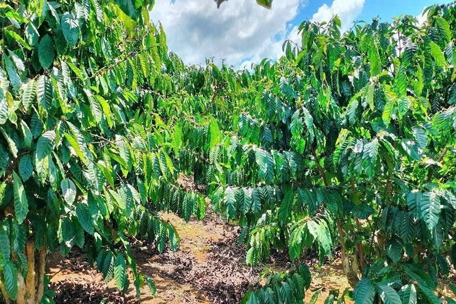 Với diện t&iacute;ch khoảng 323.240 ha, sản lượng hơn 1 triệu tấn mỗi năm