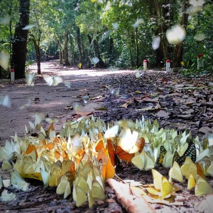 Nhiều lo&agrave;i bướm qu&yacute; xuất hiện như: bướm phượng, bướm v&agrave;ng nghệ, bướm trắng rừng, bướm xanh đu&ocirc;i kiếm&hellip;, mỗi lo&agrave;i lại mang tr&ecirc;n m&igrave;nh vẻ đẹp ri&ecirc;ng biệt.