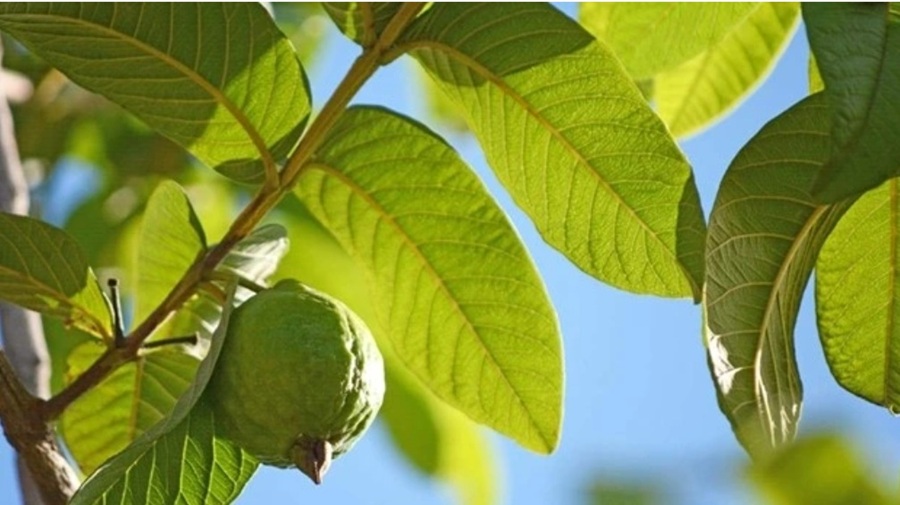 C&acirc;y ổi kh&ocirc;ng chỉ được biết đến với quả gi&agrave;u dinh dưỡng m&agrave; c&ograve;n c&oacute; nhiều bộ phận kh&aacute;c được sử dụng trong chăm s&oacute;c sức khỏe, đặc biệt l&agrave; l&aacute; ổi