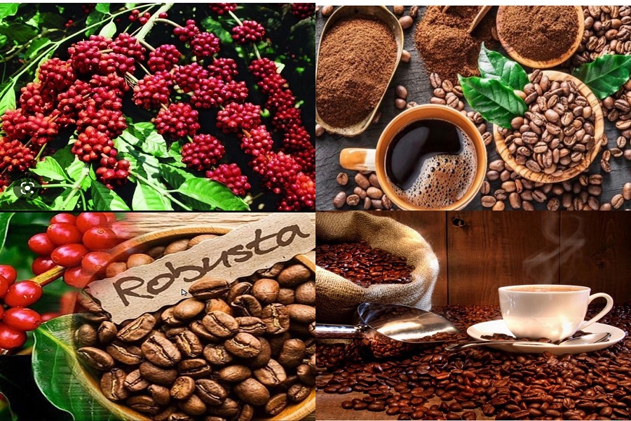 Thoát “bẫy xuất thô”, cà phê Lâm Đồng tăng tốc vào chuỗi giá trị cao