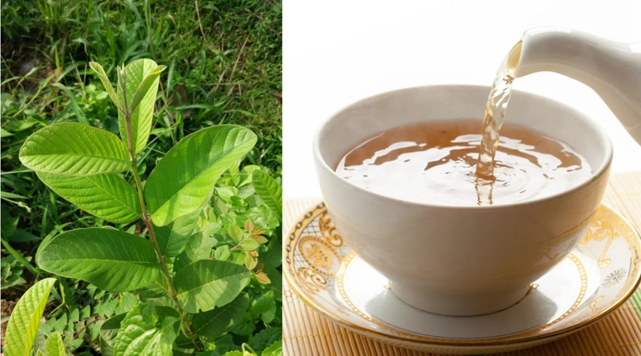 Nước lá ổi: Hỗ trợ tiêu hóa, ổn định đường huyết và làm đẹp da