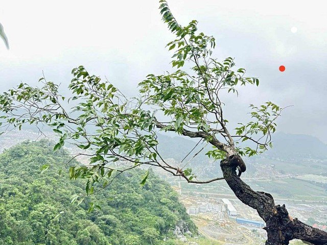 Công an tỉnh Thanh Hóa cảnh báo nguy cơ vi phạm pháp luật từ “cơn sốt” cây muội hồng