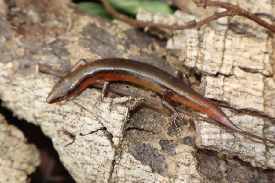 Hà Tĩnh: Phát hiện loài thằn lằn mới tại Vườn Quốc gia Vũ Quang