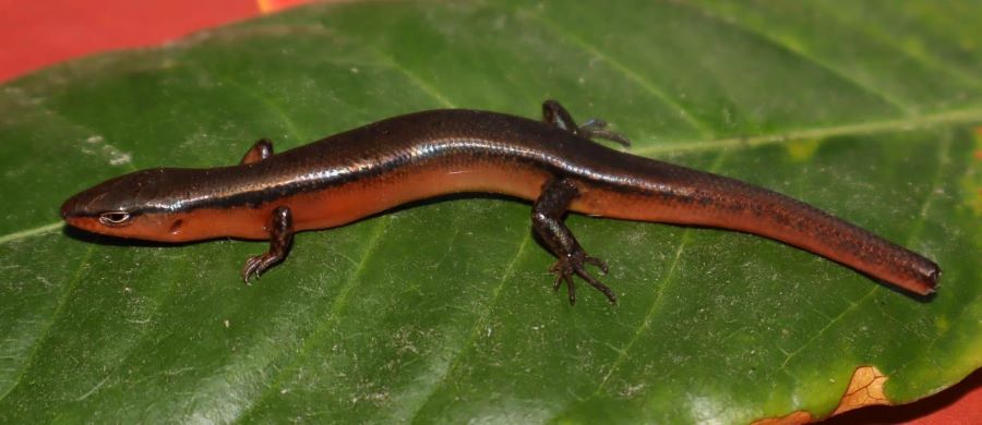 Mẫu vật của lo&agrave;i thằn lằn được thu thập tại Vườn Quốc gia Vũ Quang