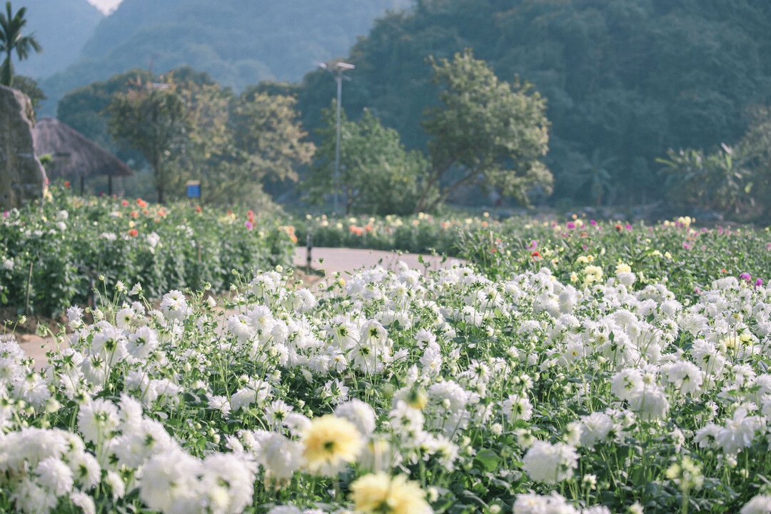 Ngoài ra du khách được đắm chìm trong vườn hoa đủ màu sắc của thiên nhiên núi rừng Ngoài ra du khách được đắm chìm trong vườn hoa đủ màu sắc của thiên nhiên núi rừng