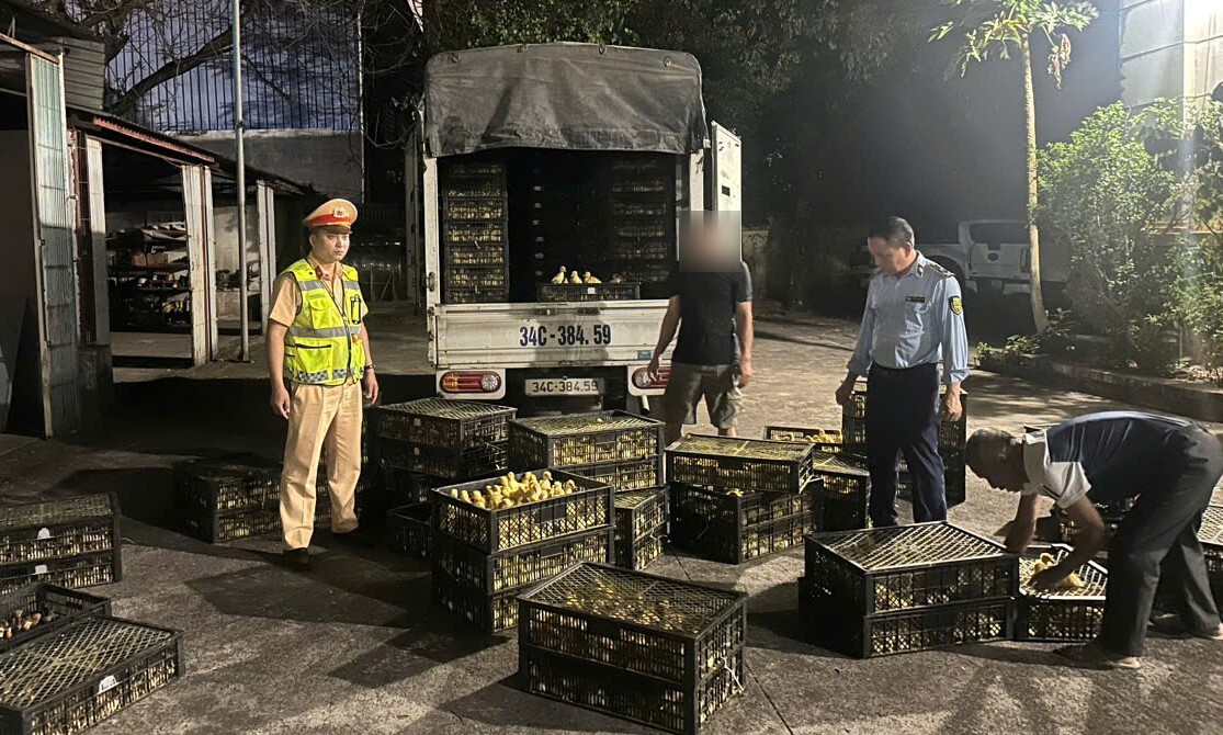 Quảng Ninh: Bắt giữ xe tải chở trái phép hơn 13.000 con gia cầm giống