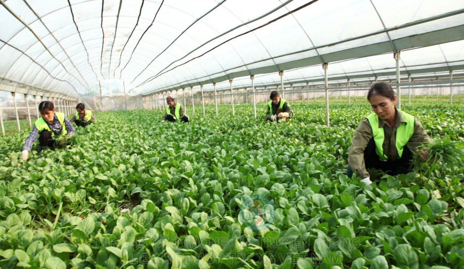 Thắp sáng tinh thần hợp tác – Khơi dậy khát vọng phát triển kinh tế tập thể