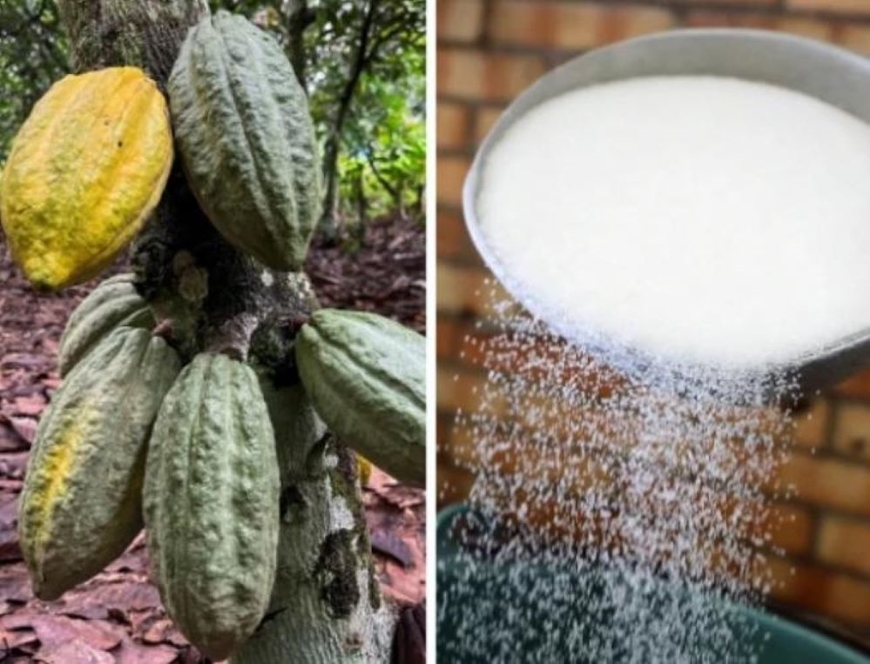 Giá ca cao đi ngang quanh 3.250 USD, đường thô tiếp tục giảm