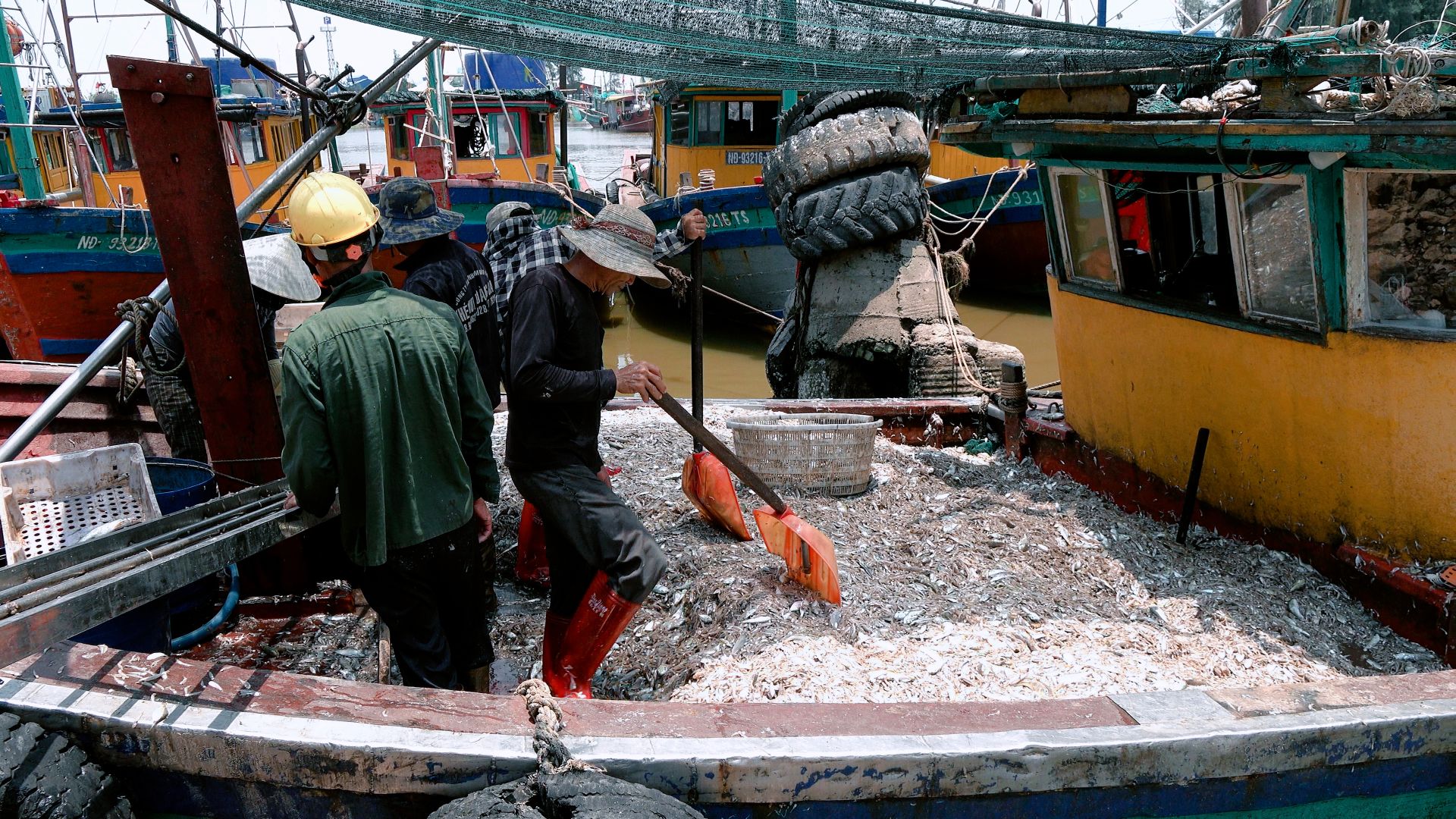 Ngư d&acirc;n x&atilde; Rạng Đ&ocirc;ng được m&ugrave;a c&aacute; trỏng.