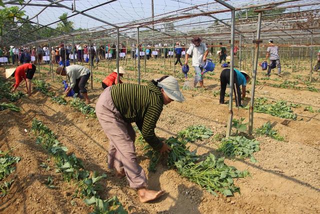 C&aacute;c đội thi trồng rau.