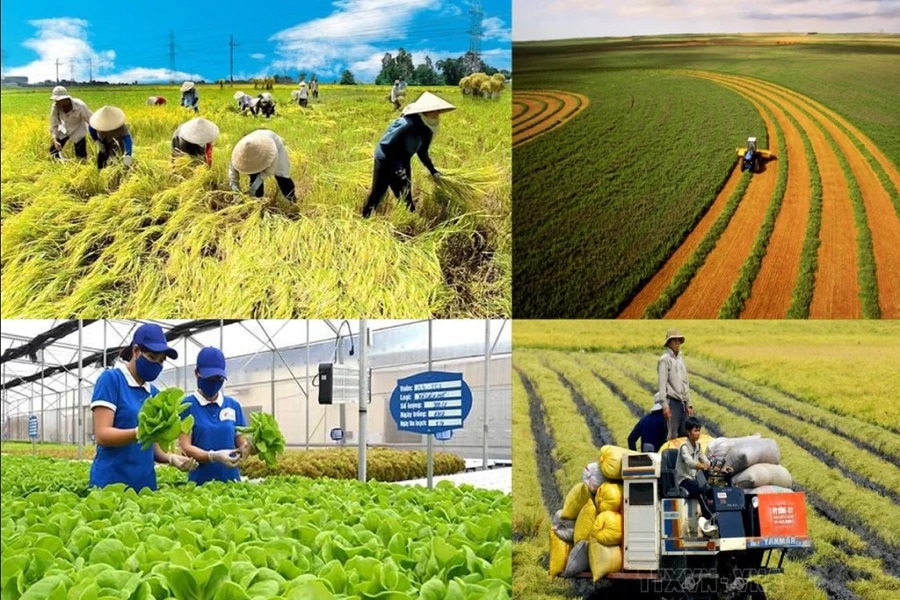 Hợp t&aacute;c x&atilde; l&agrave; m&ocirc; h&igrave;nh kinh tế tập thể do c&aacute;c c&aacute; nh&acirc;n, hộ gia đ&igrave;nh hoặc ph&aacute;p nh&acirc;n tự nguyện li&ecirc;n kết. Ảnh: Minh họa