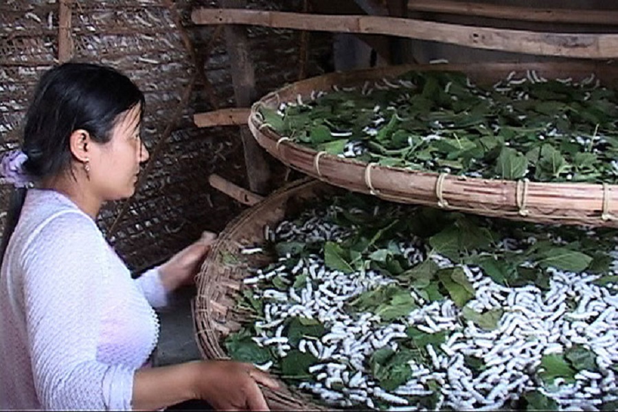 Nghề trồng d&acirc;u nu&ocirc;i tằm rất vất vả