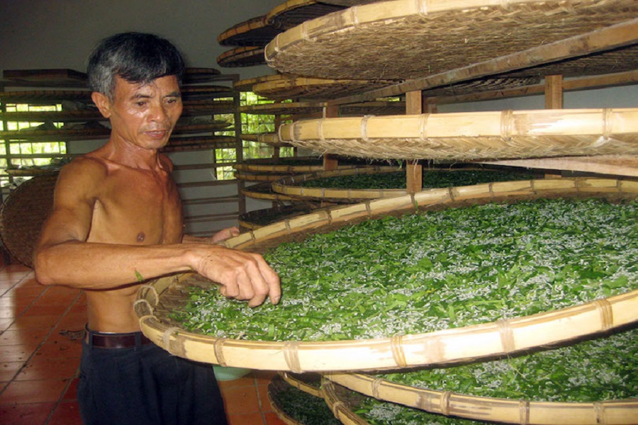 Tằm c&ograve;n b&eacute;, l&aacute; d&acirc;u được th&aacute;i nhỏ cho tằm ăn