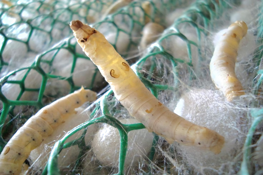 Câu chuyện con tằm nhả tơ: Khi giá trị lớn được dệt từ những điều thầm lặng