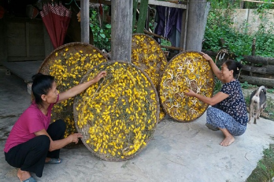 Thu hoạch k&eacute;n tằm. Ảnh: Tư liệu