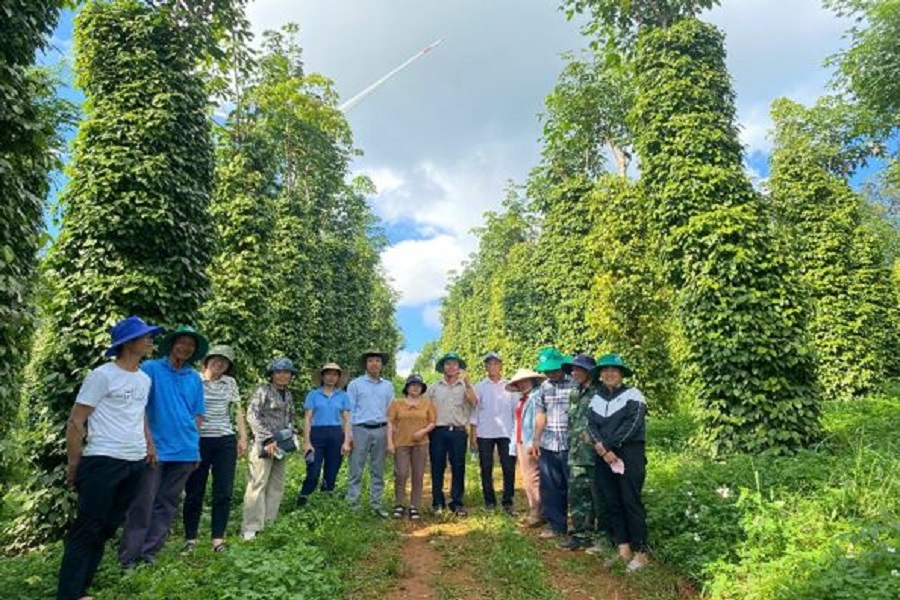 &Aacute;p dụng c&aacute;c giải ph&aacute;p thảm cỏ, trồng tr&ecirc;n c&acirc;y trụ sống