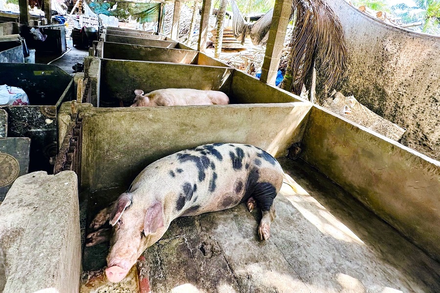 Lâm Đồng chấn chỉnh công tác kiểm soát giết mổ động vật, siết chặt kỷ cương quản lý