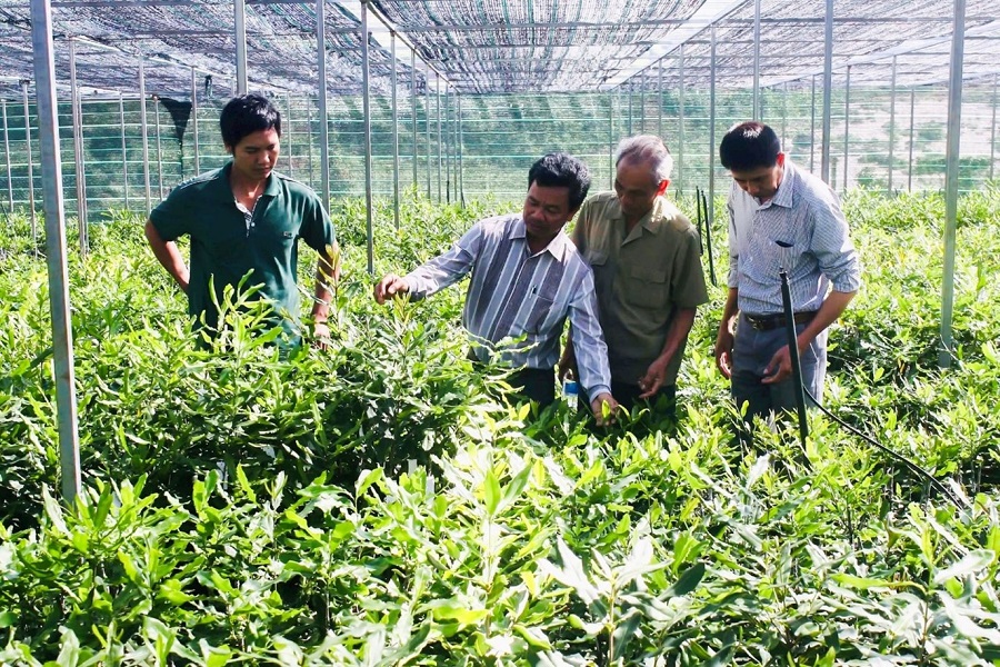 Chuỗi li&ecirc;n kết mắc ca giữa doanh nghiệp - hợp t&aacute;c x&atilde; - người d&acirc;n gi&uacute;p đảm bảo đầu ra ổn định v&agrave; gi&aacute; trị bền vững