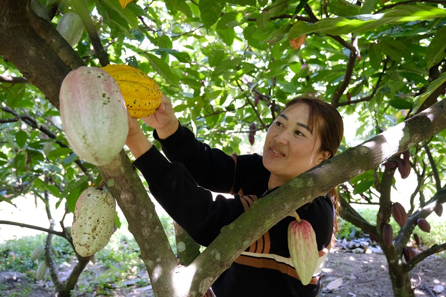 Kh&aacute;ch du lịch tham quan, h&aacute;i ca cao tại vườn