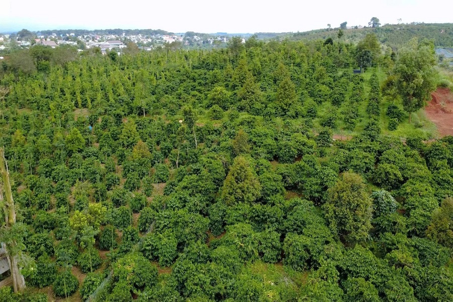 Lâm Đồng: Chủ động chăm sóc cây trồng trong bối cảnh giá vật tư nông nghiệp tăng cao