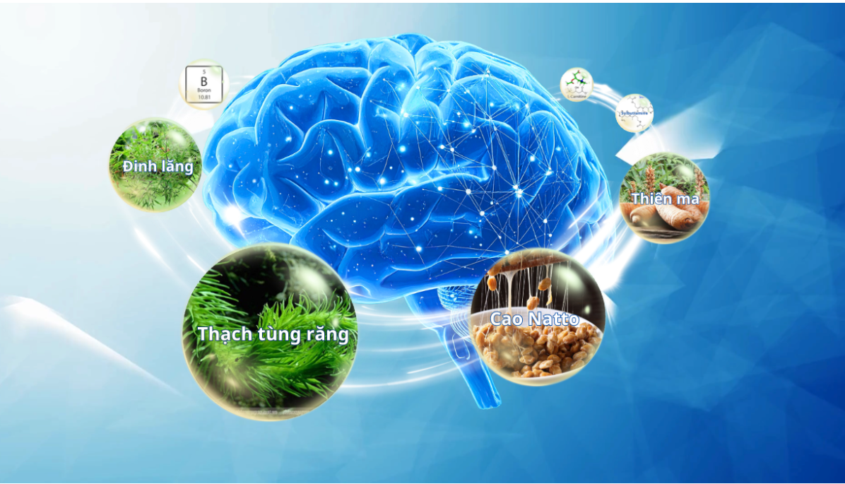 Thảo dược gi&uacute;p tăng tuần ho&agrave;n m&aacute;u n&atilde;o, cải thiện chức năng n&atilde;o bộ hiệu quả