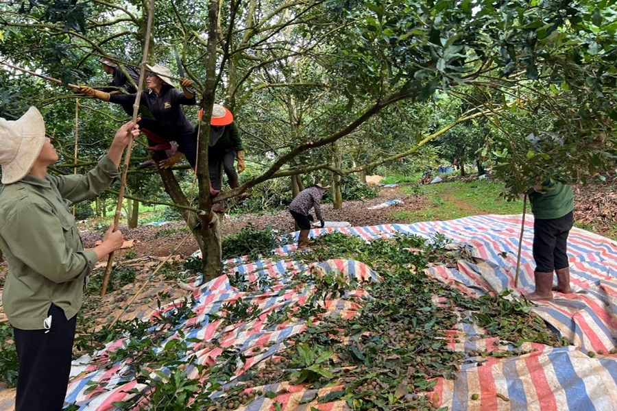 Thu hoạch hạt mắc ca