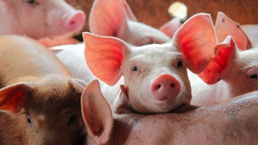 Giá heo hơi hôm nay 8/4: Tăng nhẹ
