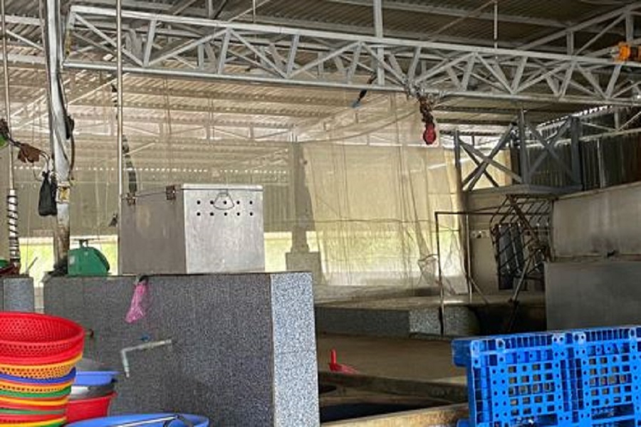 Chuồng nu&ocirc;i nhốt heo trước giết mổ được giăng lưới chống ruồi, muỗi hạn chế l&acirc;y lan dịch bệnh