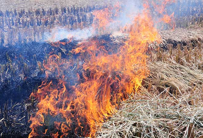 Người d&acirc;n đốt rơm rạ sau thu hoạch ngo&agrave;i đồng, g&acirc;y ph&aacute;t thải kh&oacute;i bụi v&agrave; tiềm ẩn nguy cơ &ocirc; nhiễm m&ocirc;i trường kh&ocirc;ng kh&iacute;.