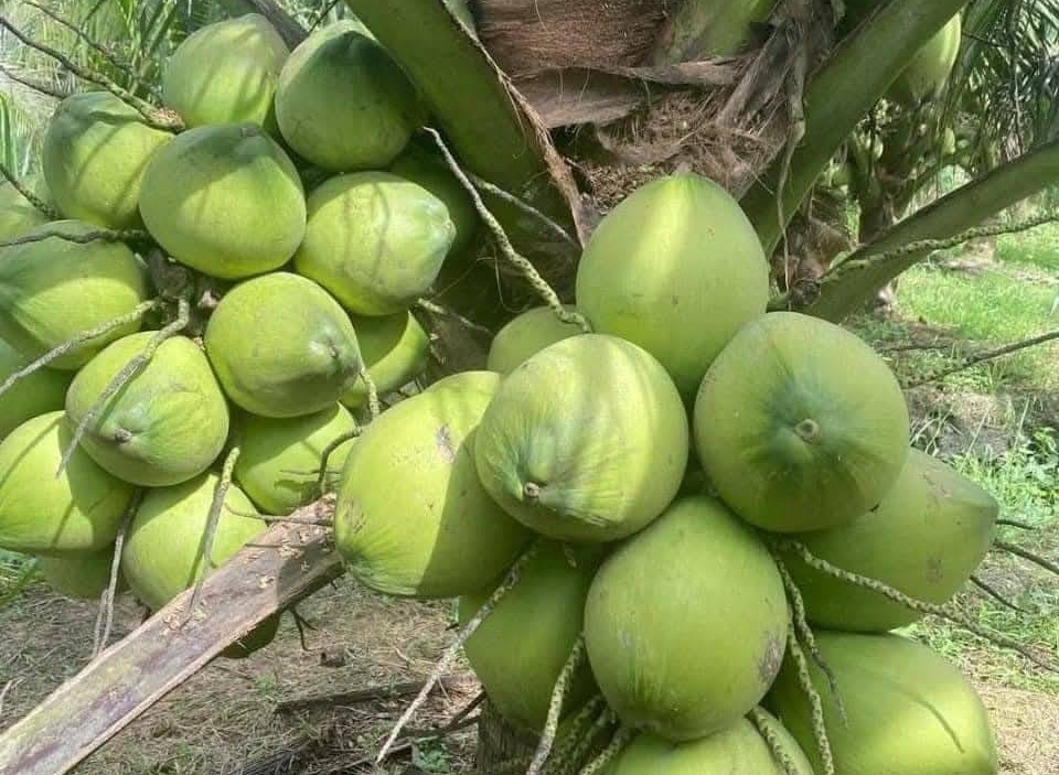 Bứt phá nông sản trồng trọt: Bài học từ ngành dừa Việt Nam