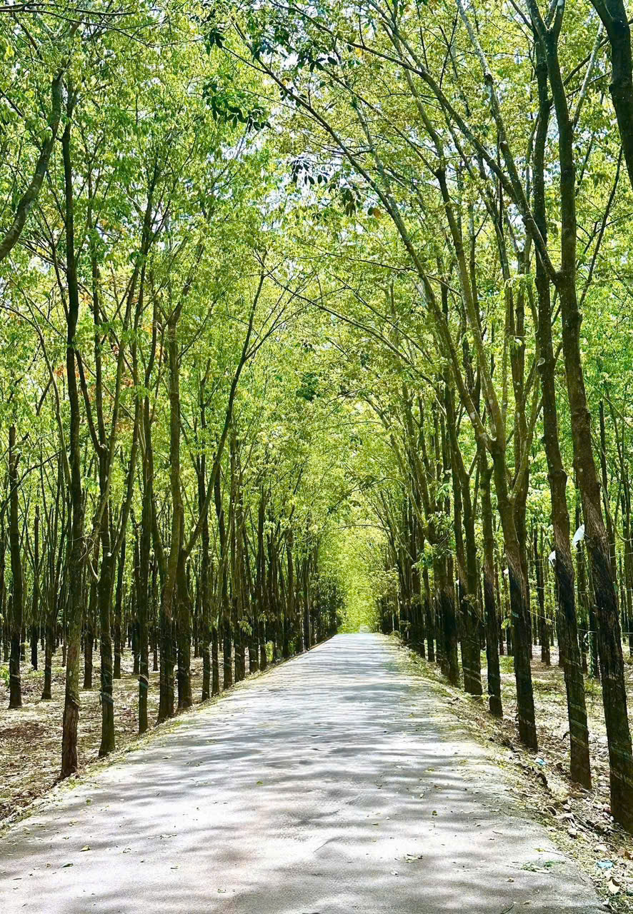 Giá cao su hôm nay 9/4: Thị trường ảm đạm