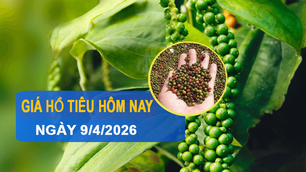 Giá tiêu hôm nay 9/4: Trong nước nhích tăng, thị trường thế giới phân hóa