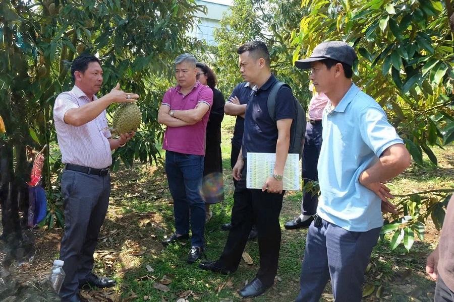 Hoạt động kiểm tra, hướng dẫn d&aacute;n tem truy xuất nguồn gốc sầu ri&ecirc;ng tại vườn L&acirc;m Đồng. Ảnh: CQCC.