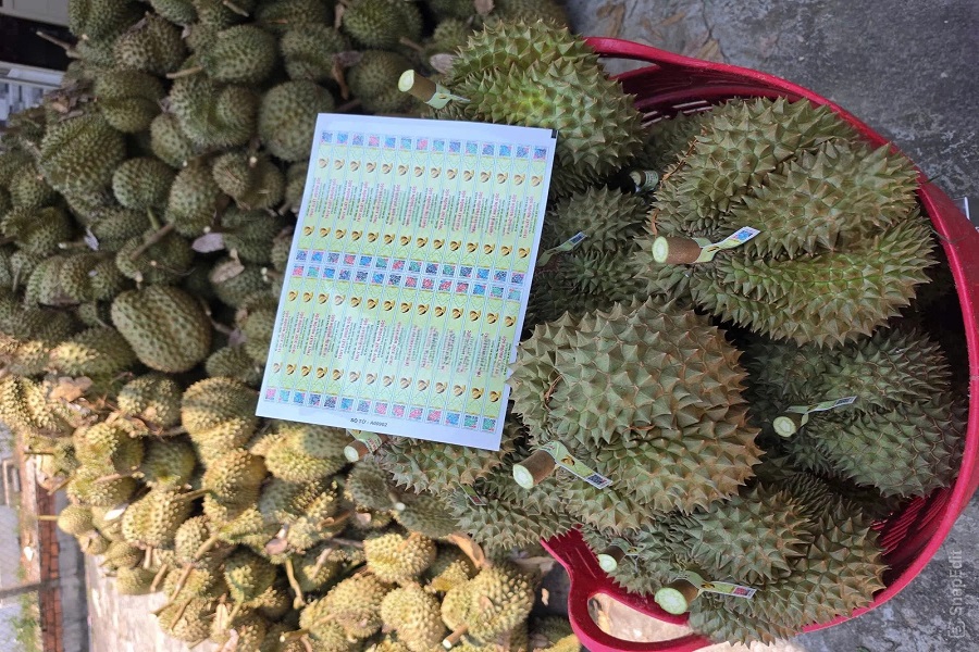 Triển khai dán tem truy xuất nguồn gốc sầu riêng ngay tại vườn ở Lâm Đồng