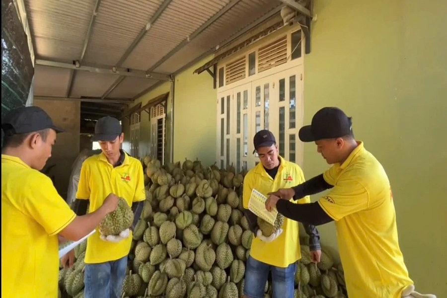 Tem truy xuất nguồn gốc được d&aacute;n trực tiếp l&ecirc;n từng quả sầu ri&ecirc;ng tại cơ sở thu gom của doanh nghiệp Thiện T&acirc;m, L&acirc;m Đồng. Ảnh: CQCC.