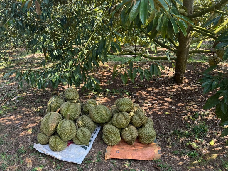 Xuất khẩu lô sầu riêng đầu tiên nhờ thông quan Luồng xanh