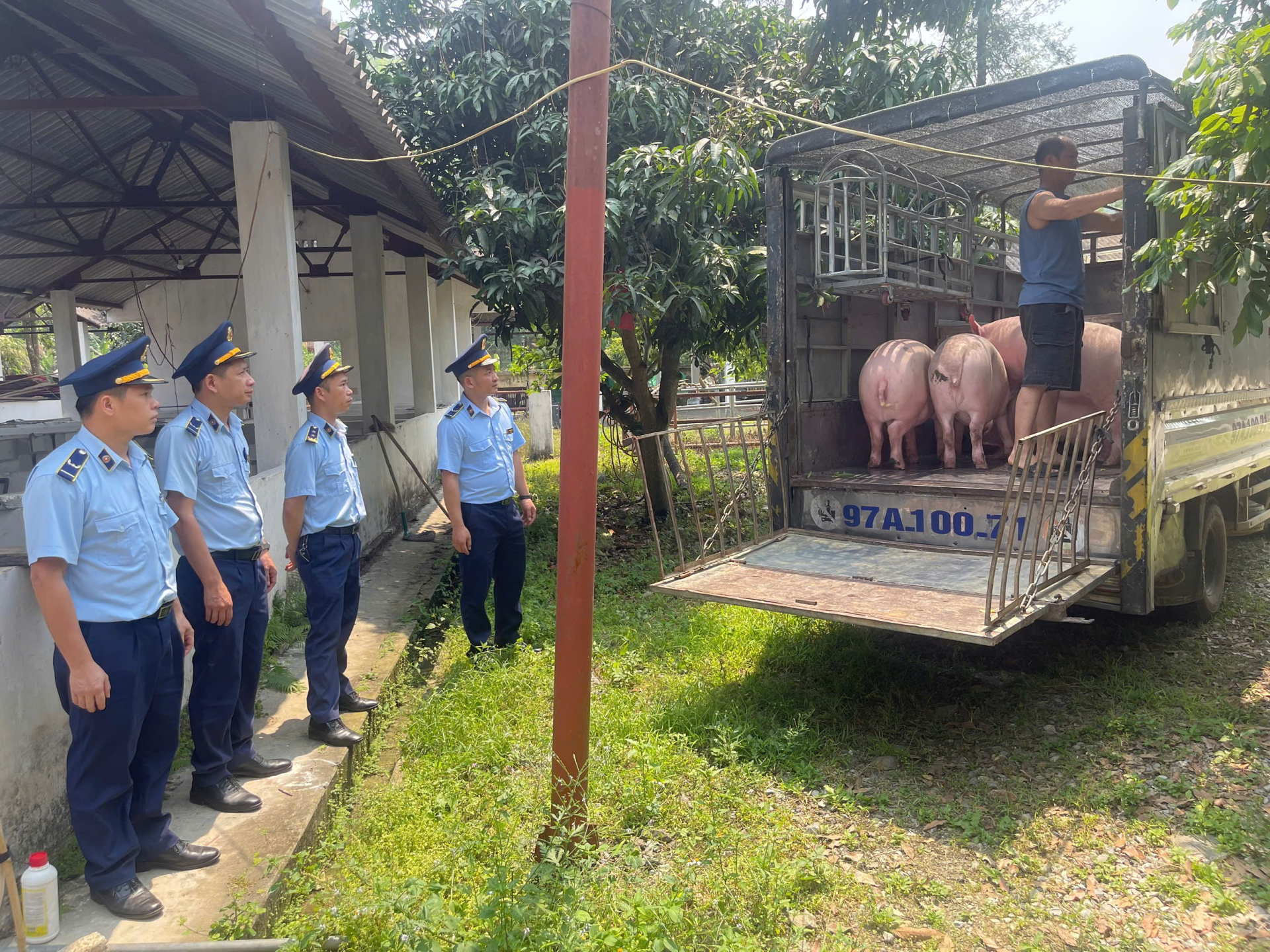 Cao Bằng: Phát hiện vụ vận chuyển gần 1 tấn lợn hơi không kiểm dịch